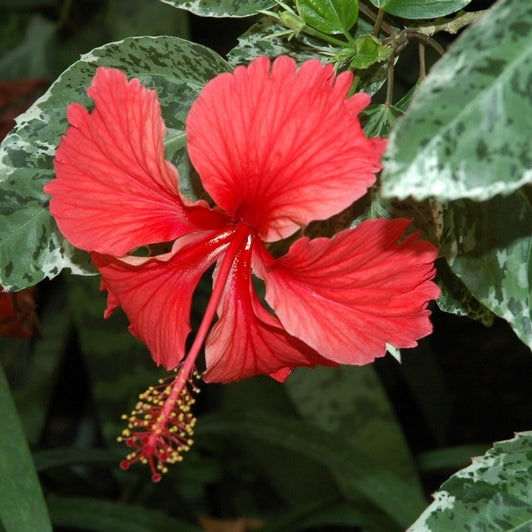 Hibiscus cooperi (Checkered Hibiscus)