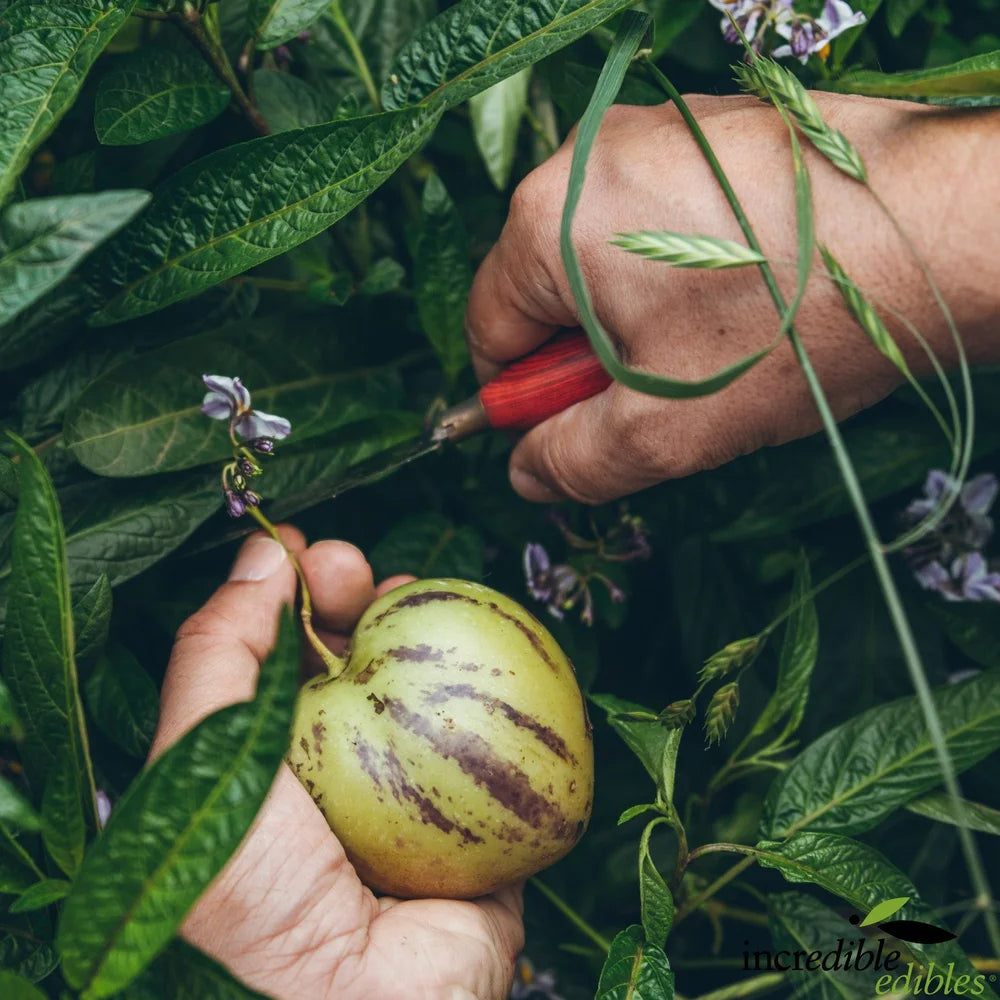 Solanum muricatum 'El Camino' (Pepino)