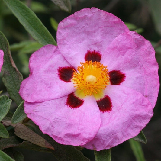 Cistus x purpureus 'Brilliancy' (Rock Rose)