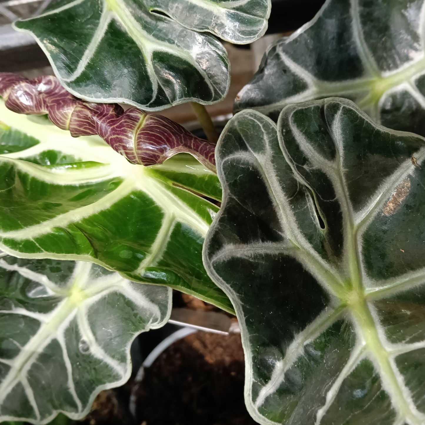 Alocasia × mortfontanensis 'Polly' (African Mask Plant)