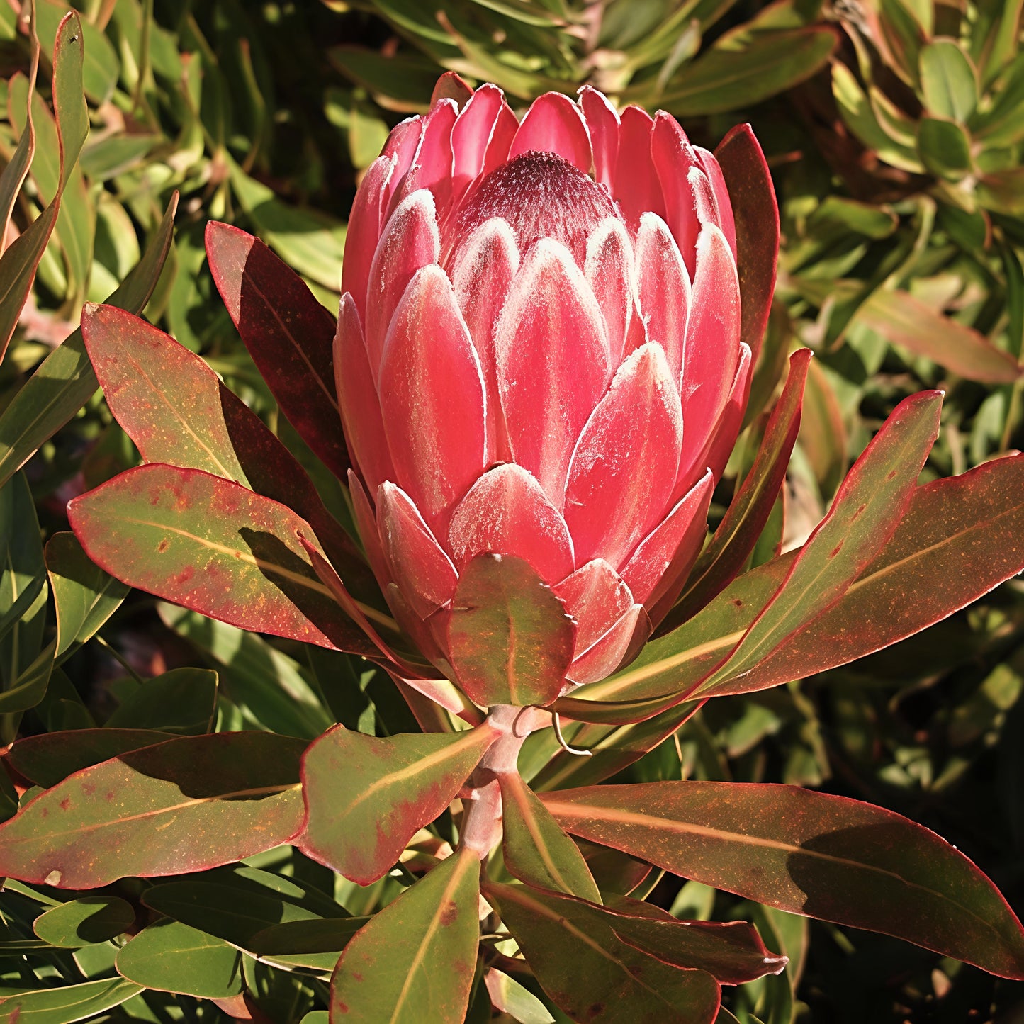 Protea neriifolia 'Pink Ice' (Oleander-leaved Sugarbush)