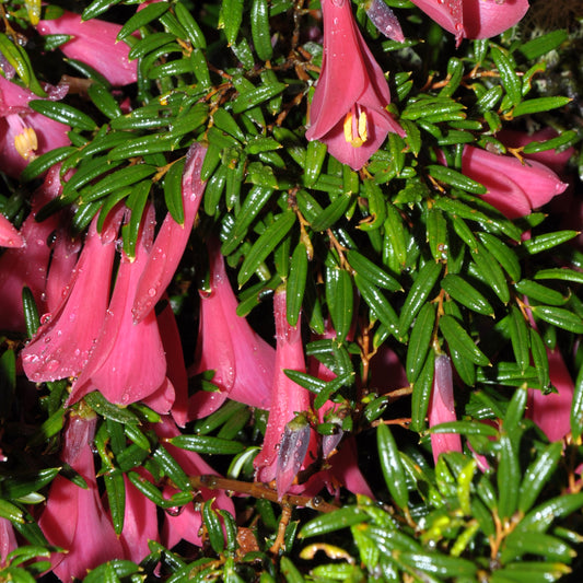 Philesia magellanica (Coicopihue)