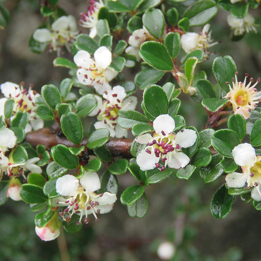 Cotoneaster microphyllus (Rockspray Cotoneaster)