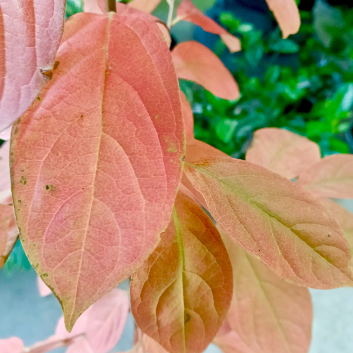 Diospyros kaki (Japanese Persimmon)