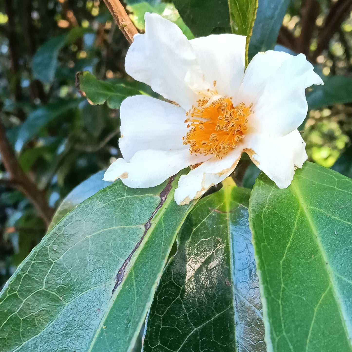 Camellia crapnelliana (Crapnell's Camellia)