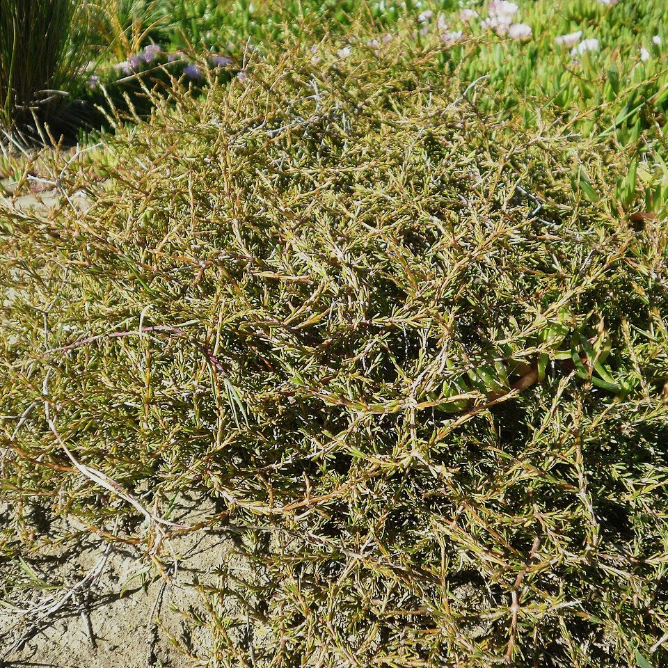 Coprosma acerosa (Sand Coprosma)