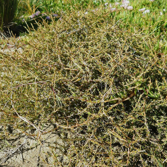 Coprosma acerosa (Sand Coprosma)