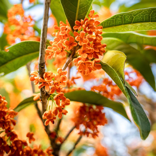 Osmanthus fragrans var. aurantiacus (Orange Sweet Olive)