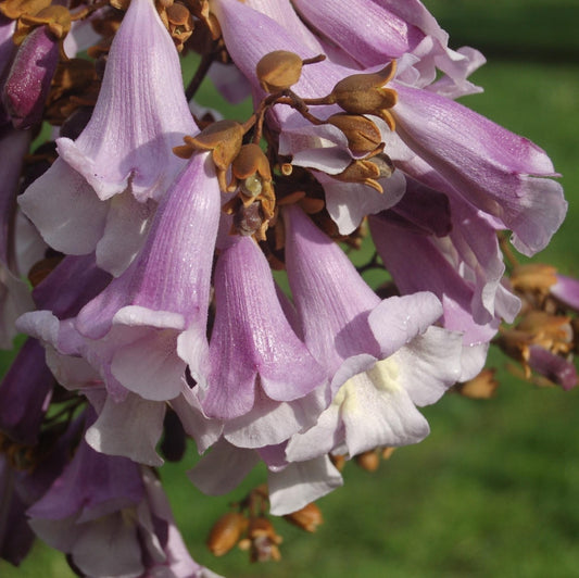 Paulownia tomentosa (Empress Tree)