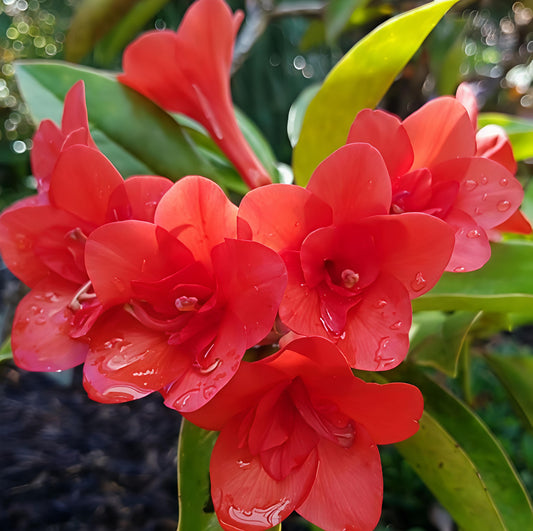 Rhododendron 'Red Adair' (Vireya)