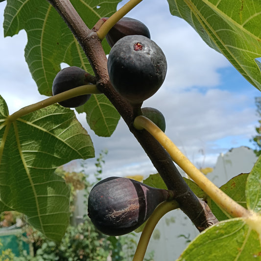 Ficus carica 'Brunoro Black' (Fig)