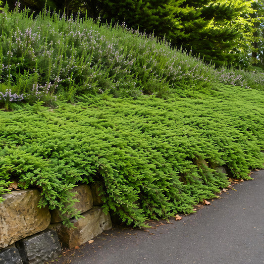 Juniperus conferta (Shore Juniper)