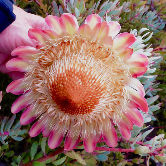 Protea sulphurea (Sulphur Sugarbush)