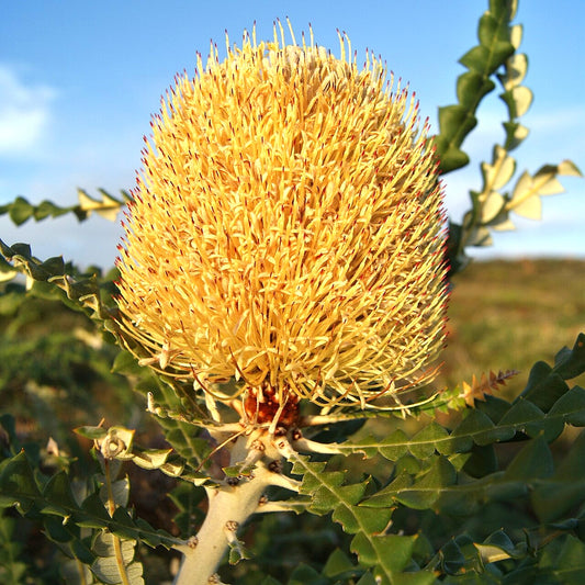 Banksia speciosa (Showy Banksia)