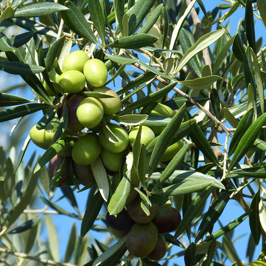 Olea europea 'Rakino' (Olive)