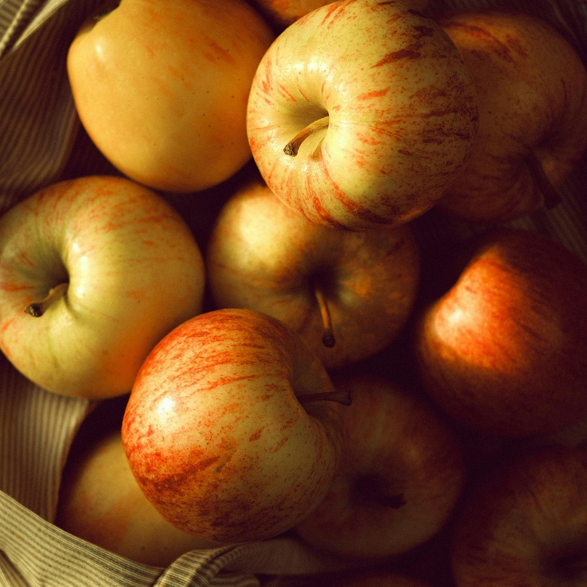 Malus domestica 'Cox's Orange Pippin' MM106 (Apple) Pikirangi