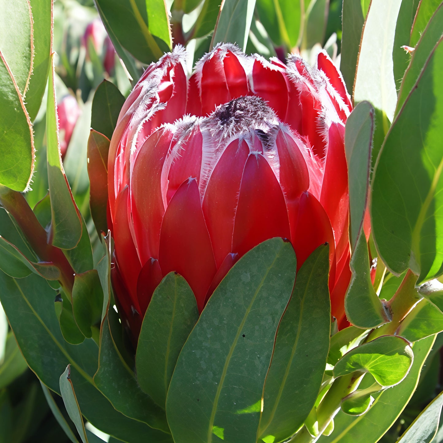 Protea 'Deep Secret' (Sugarbush)