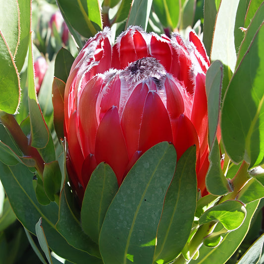 Protea 'Deep Secret' (Sugarbush)