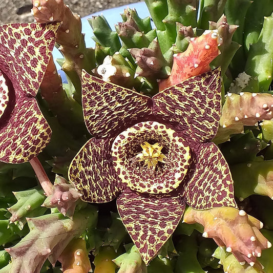 Orbea variegata (Star Flower)