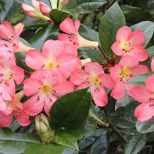 Rhododendron 'Kisses' (Vireya)