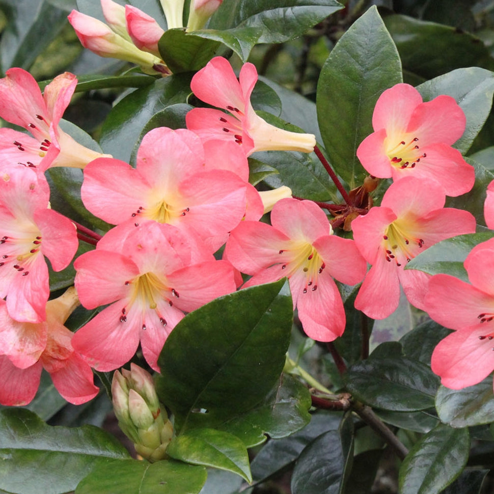 Rhododendron 'Kisses' (Vireya)