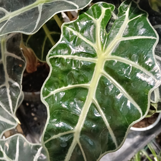 Alocasia × mortfontanensis 'Polly' (African Mask Plant)