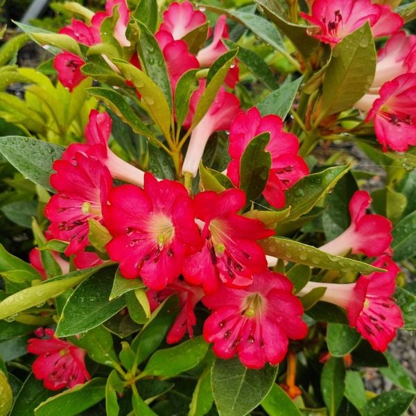 Rhododendron 'Cherry Glow' (Vireya)