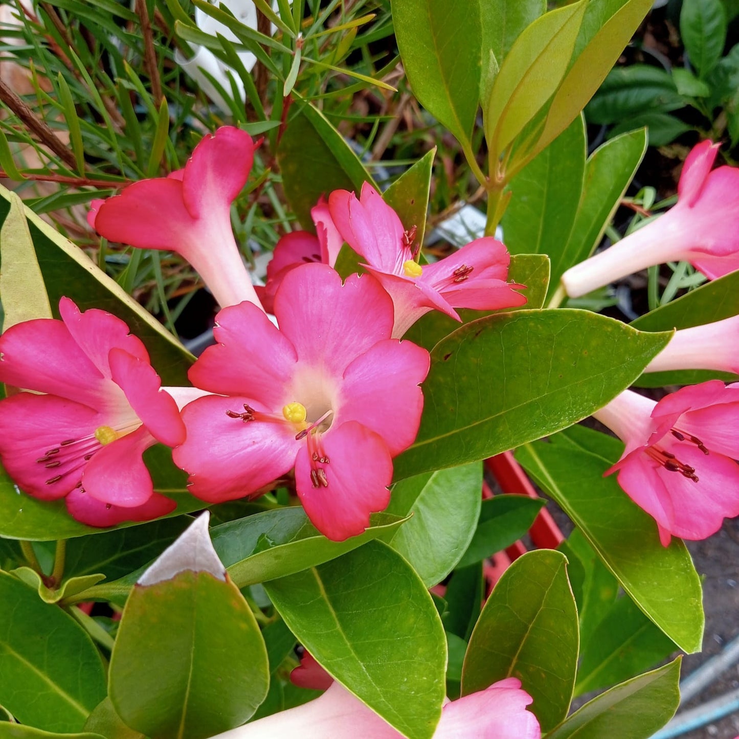 Rhododendron 'Cherry Glow' (Vireya)