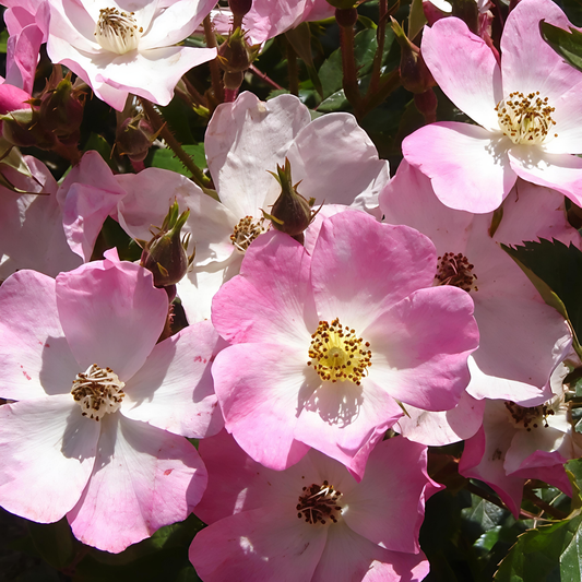 Rosa 'Ballerina' (Rose)