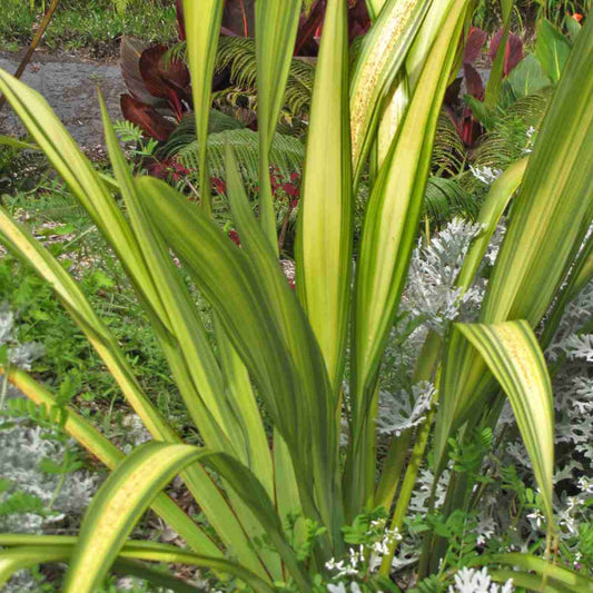 Phormium cookianum 'Yellow Wave' (Flax)