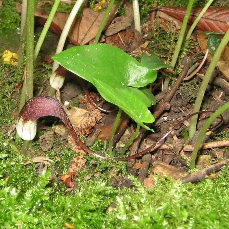 Arisarum proboscideum (Mouse Plant)