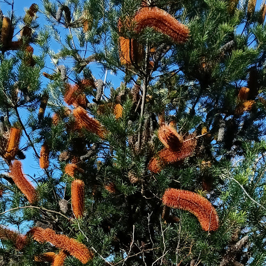 Banksia 'Giant Birthday Candles' (Giant Birthday Candles)