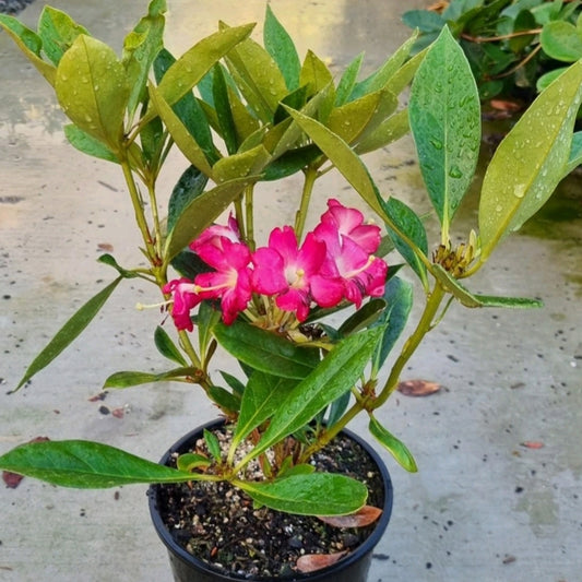 Rhododendron 'Cherry Glow' (Vireya)