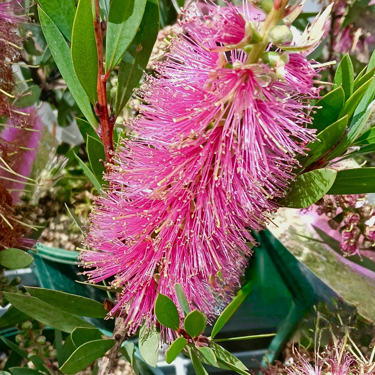 Callistemon citrinus 'Violet' (Bottlebrush)