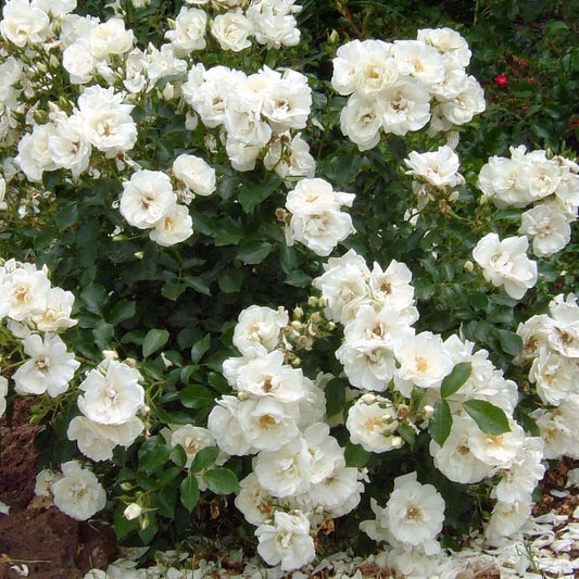 Rosa Flower Carpet® 'White' (Carpet Rose)