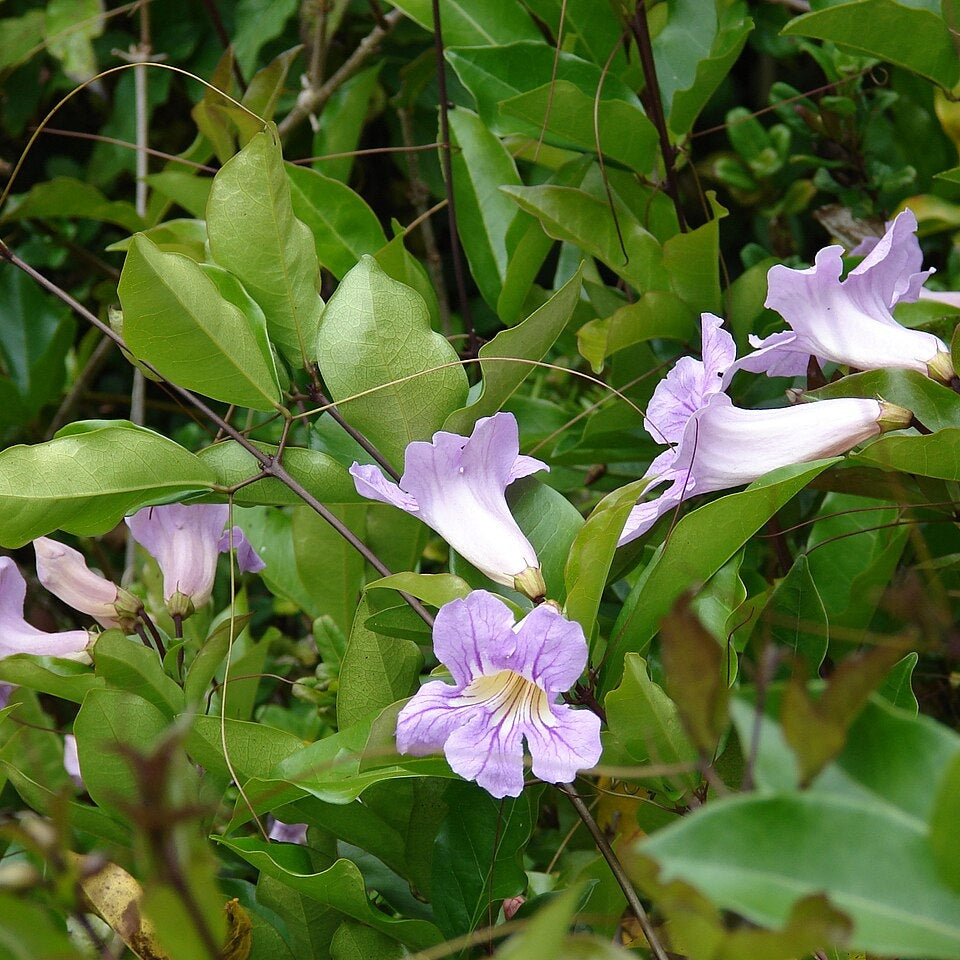 Bignonia callistegioides (Violet Trumpet Vine)