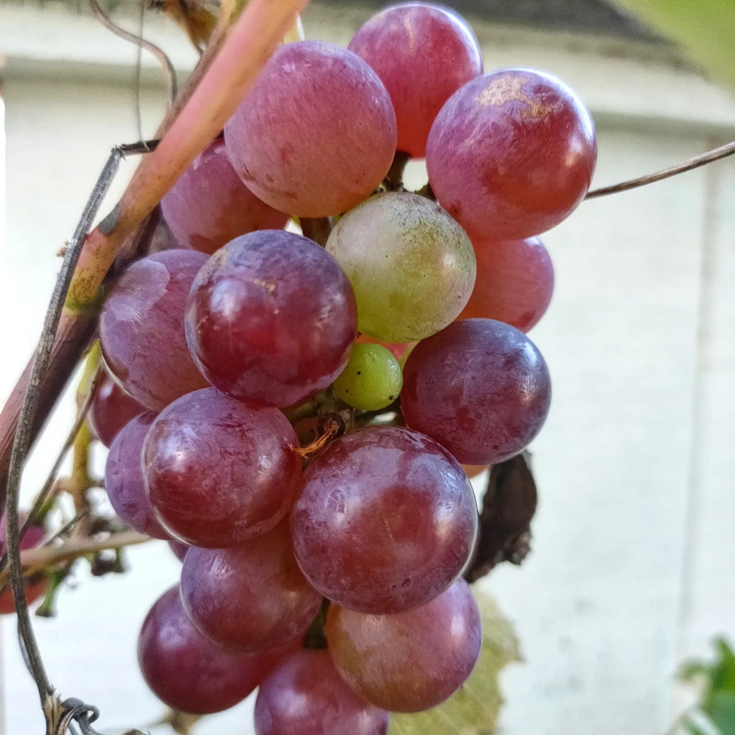 Vitis vinifera x labrusca 'Buffalo' (Grape)