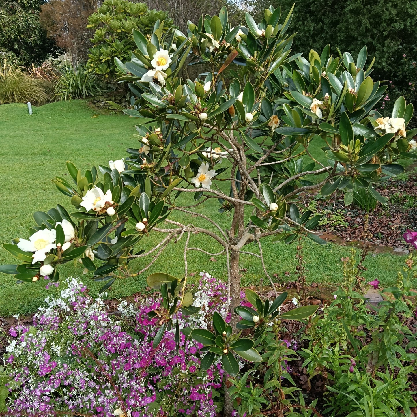 Polyspora axillaris (Fried Egg Tree)
