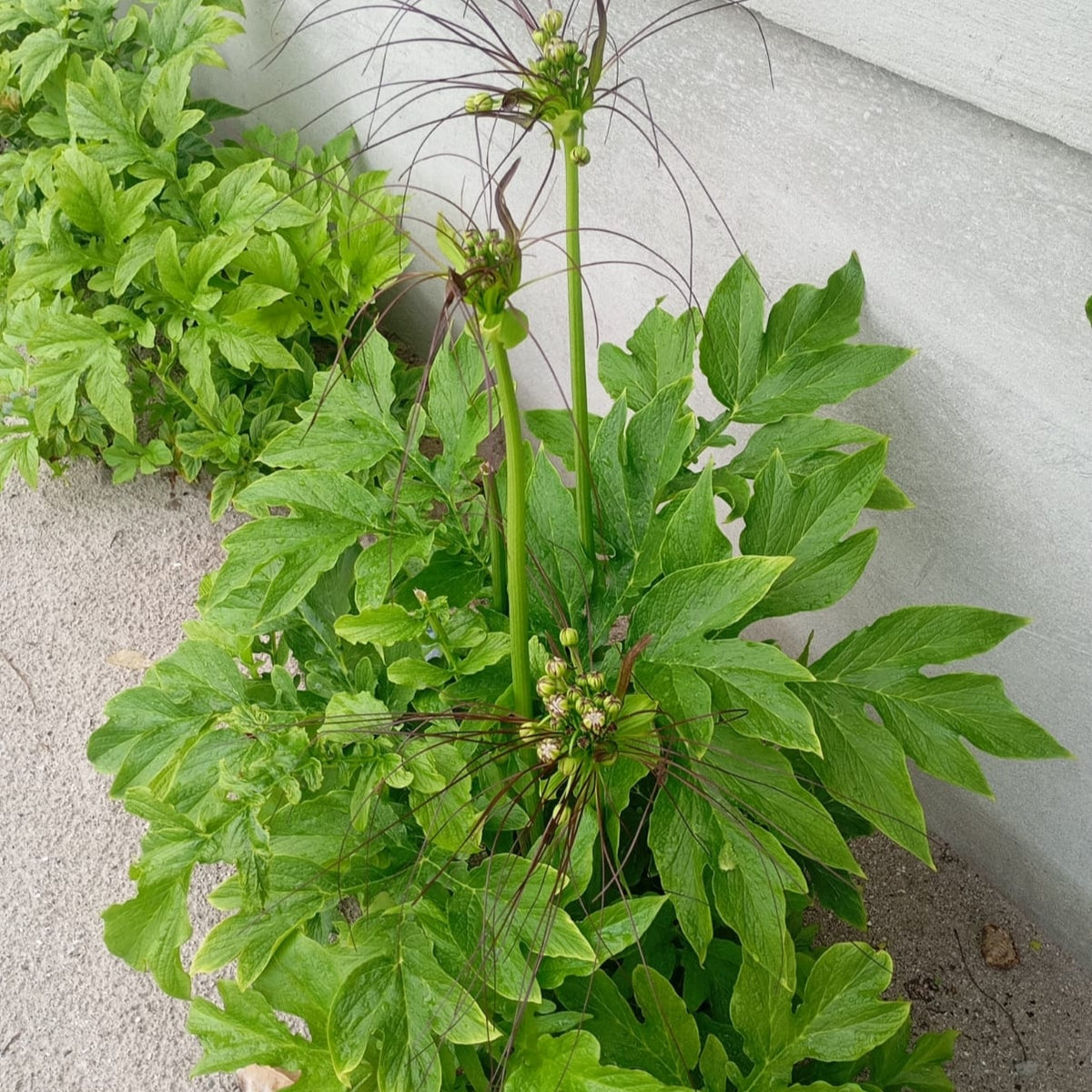 Tacca leontopetaloides (Polynesian Arrowroot)