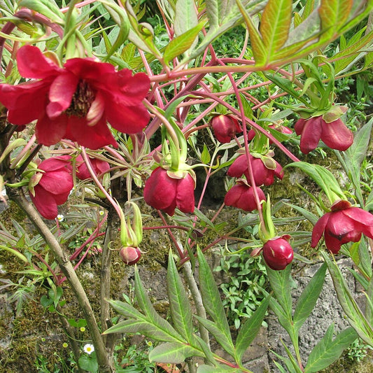 Paeonia delavyi (Tree Peony)