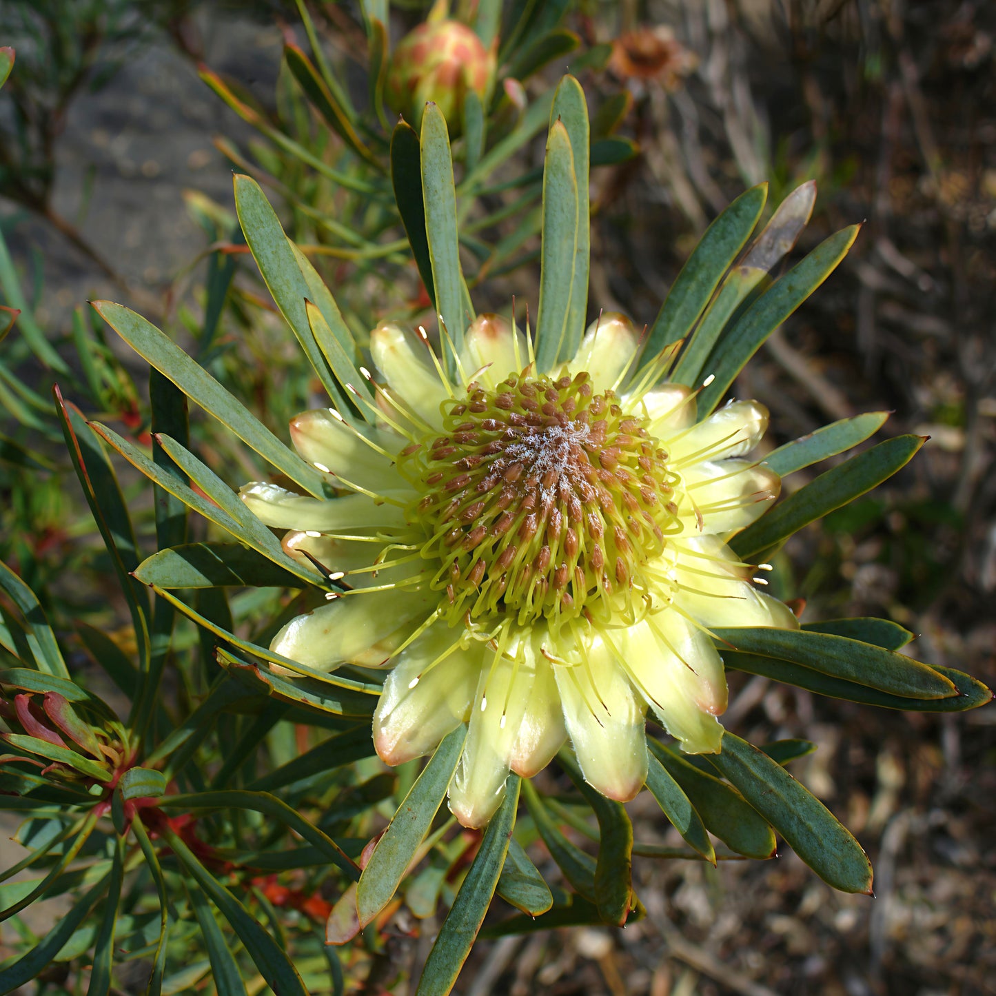 Protea scolymocephala (Thistle Protea)