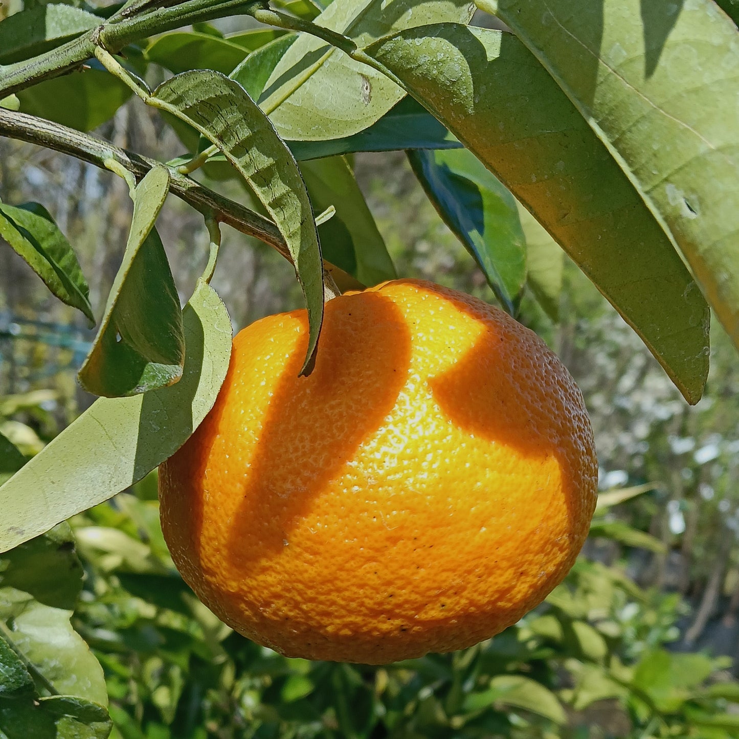 Citrus × paradisi 'Cutler's Red' (Grapefruit)