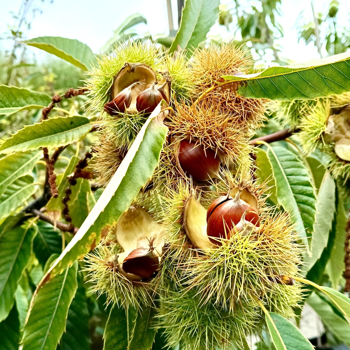 Castanea sativa (Sweet Chestnut)