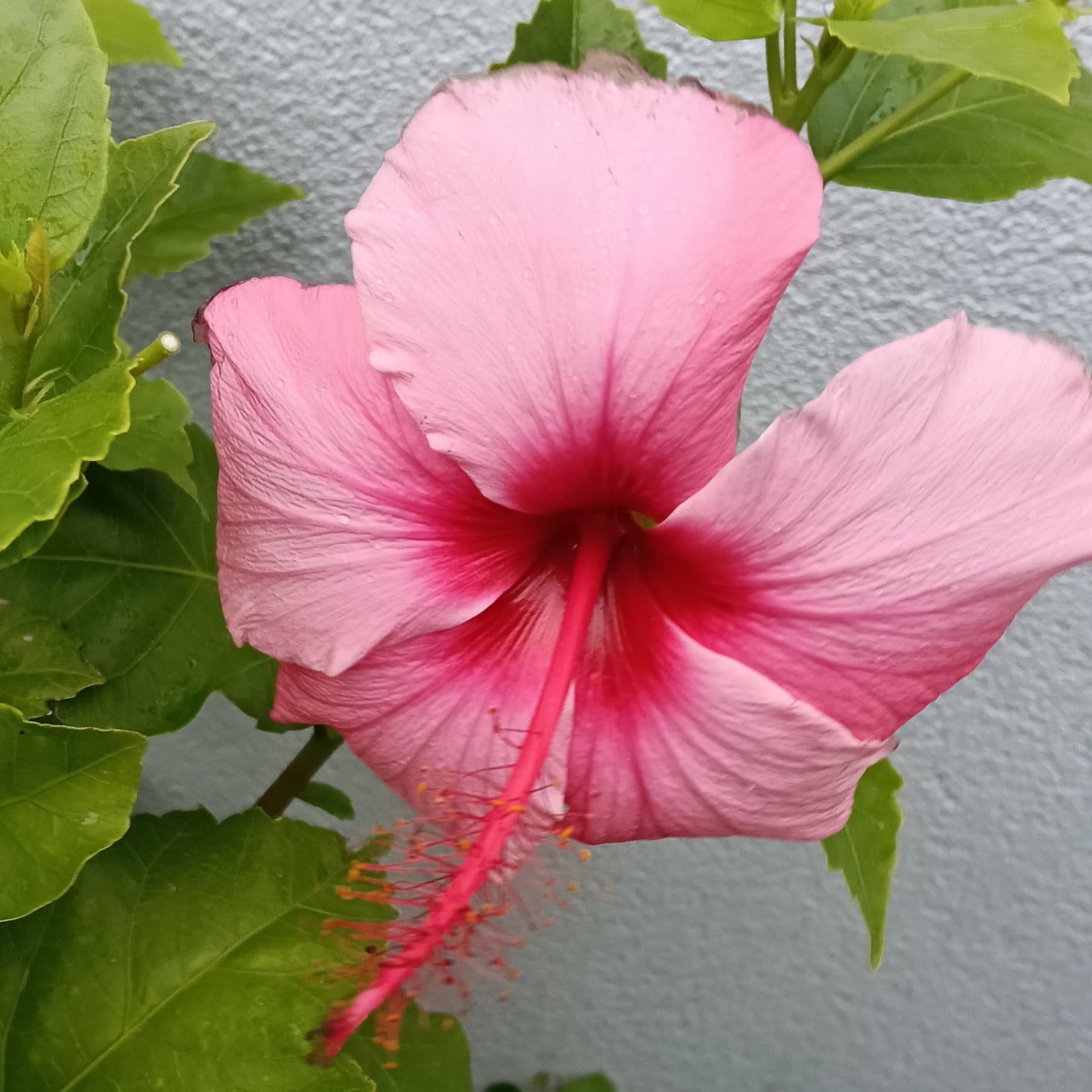 Hibiscus x rosa-sinensis 'Pink Gem'