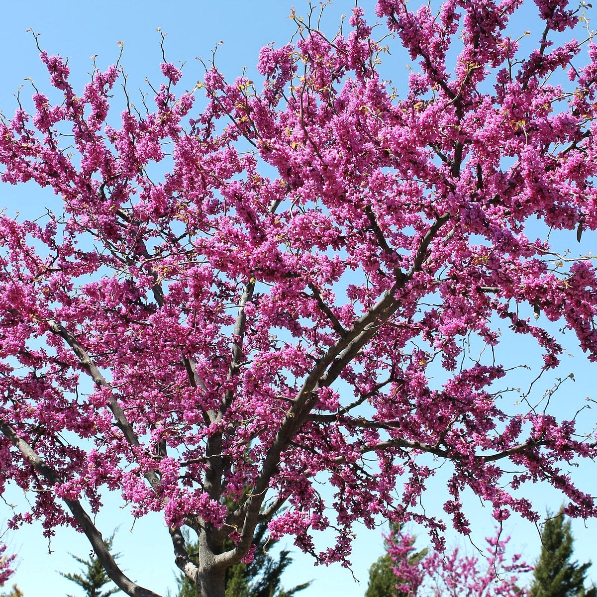 Cercis canadensis (Eastern Redbud)