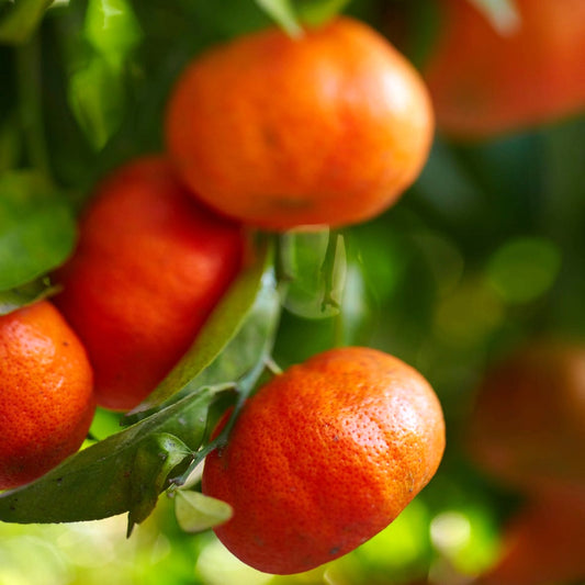 Citrus x deliciosa (Willowleaf Mandarin, Yousef Effendi)