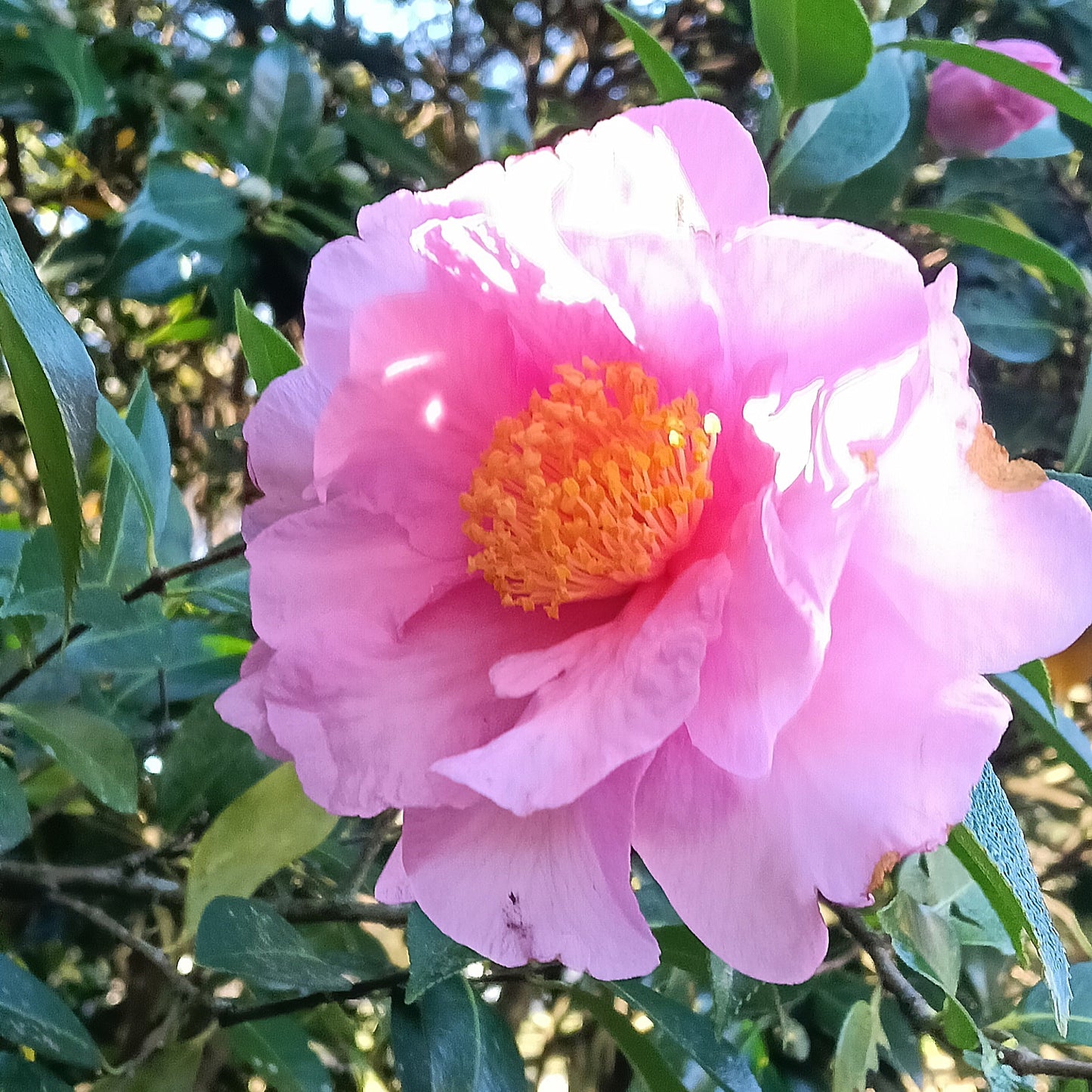 Camellia 'Show Girl' (Yunnan Camellia)