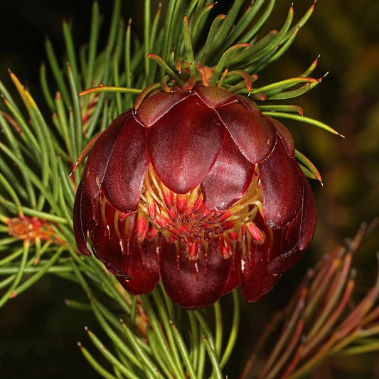 Protea nana (Mountain Rose)