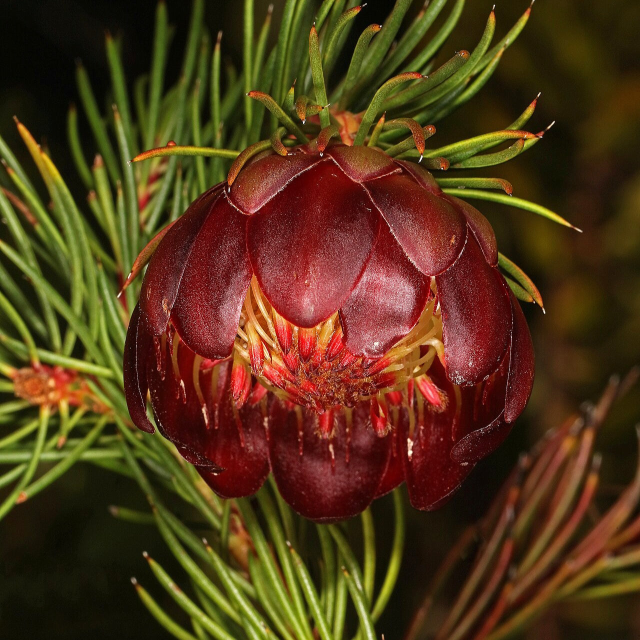 Protea nana (Mountain Rose)