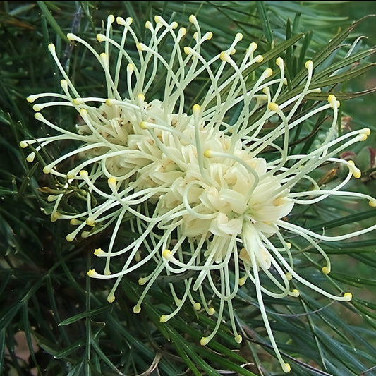 Grevillea 'Cream & Green' (Spider Flower)
